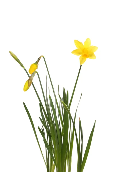 Tete A Tete daffodil-anlegg – stockfoto