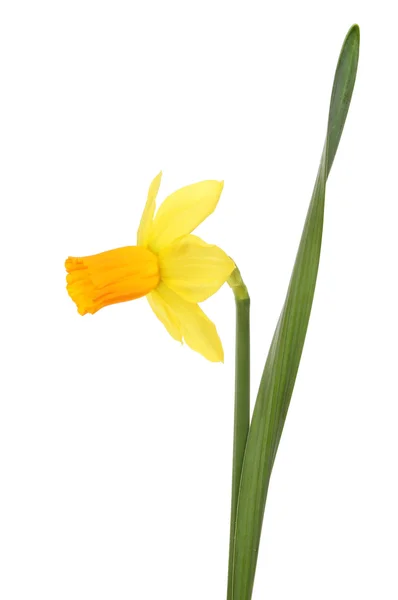 Narzissenblüte und -blatt — Stockfoto