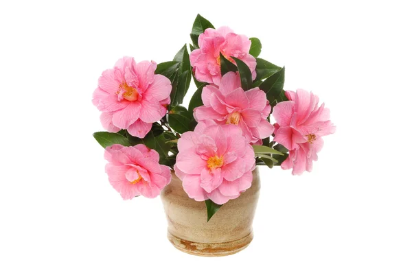 Camellia kukka järjestely — kuvapankkivalokuva