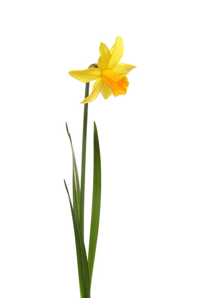 Jediný květ narcisu — Stock fotografie