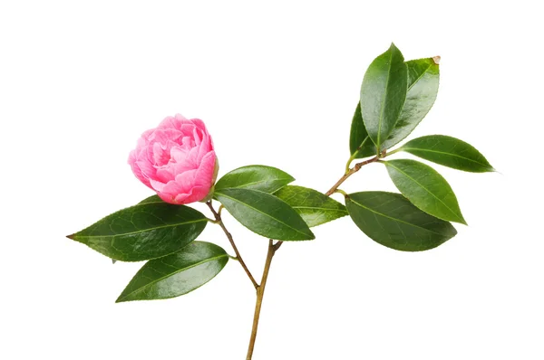 Camellia bloem en blad — Stockfoto