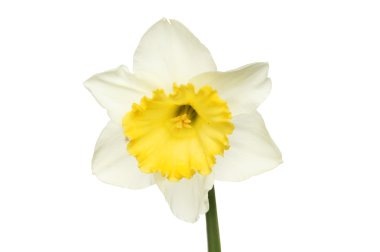 Beyaz ve sarı nergis