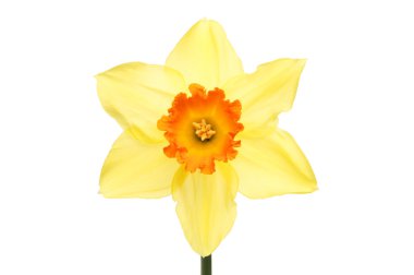 Turuncu ortalanmış nergis