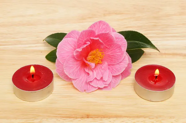茶花的花语和蜡烛 — 图库照片