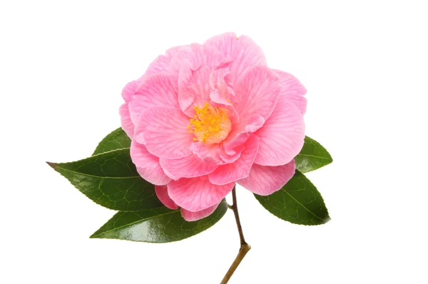 Purpurová camellia květina — Stock fotografie