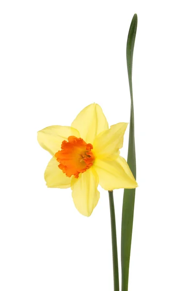 Żółty żonkil kwiat — Zdjęcie stockowe