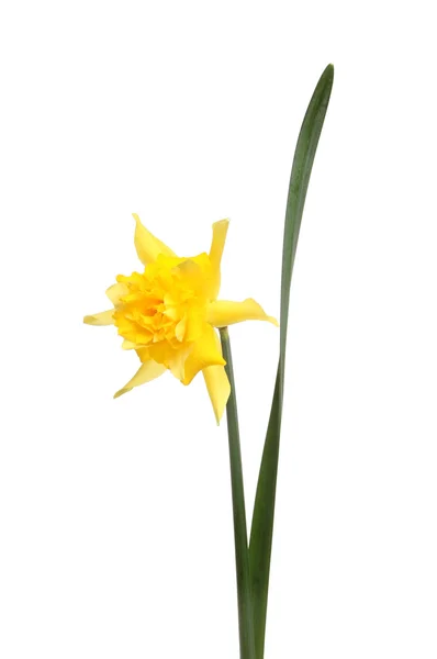 Frilly narcissen bloem — Stockfoto