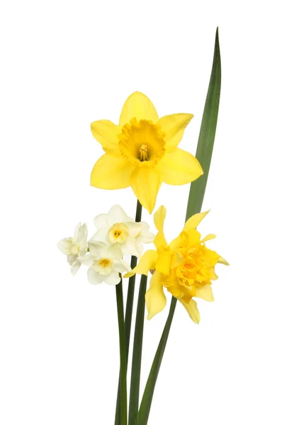 Flores diferentes de Daffodil — Fotografia de Stock