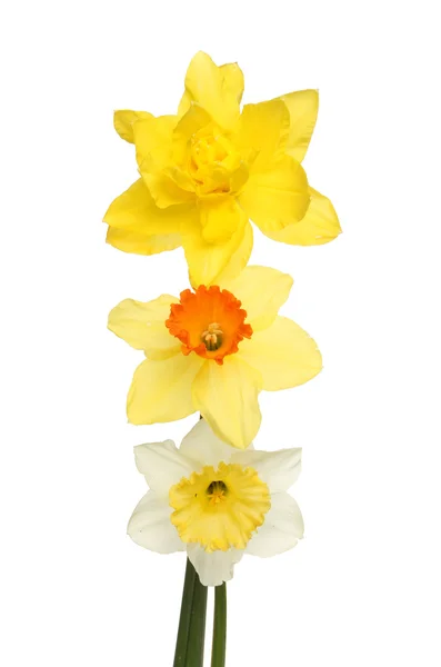 Thee different Daffodils — Stock Photo, Image