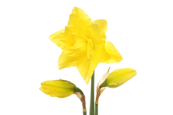 Daffodil e botões — Fotografia de Stock