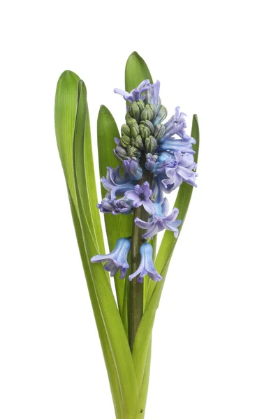 Espiga de flor de jacinto —  Fotos de Stock