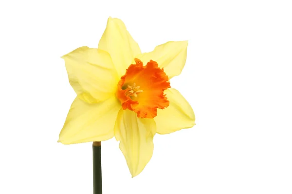 Single daffodil flower — Stock Photo, Image