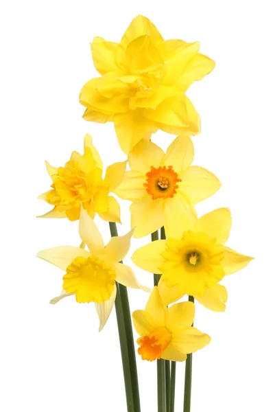 Arrangement of daffodils — Stock Photo, Image