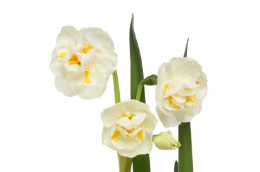 Nergis çiçek ve yaprakları