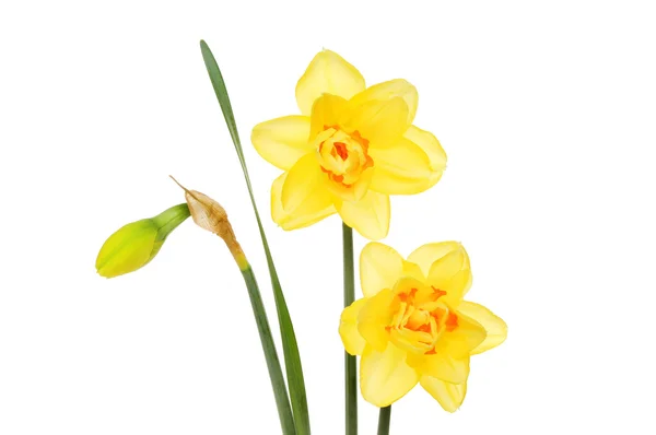 Flores e botões de daffodil — Fotografia de Stock