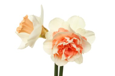 İki nergis çiçeği