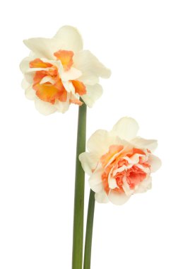 İki nergis çiçeği