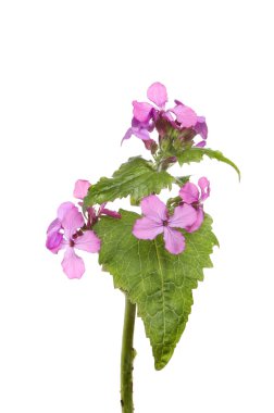 Dürüstlük çiçekler ve yapraklar