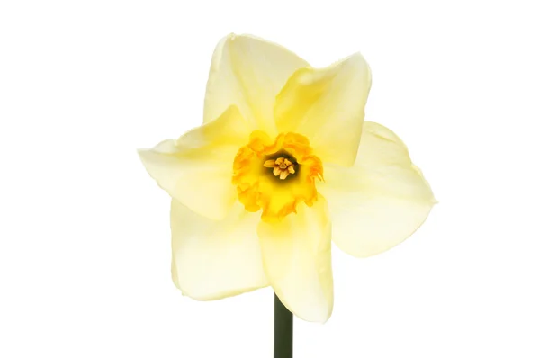 Orange centrerad daffodil — Stockfoto