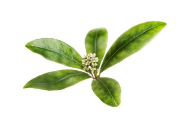 Skimmia çiçek ve bitki örtüsü