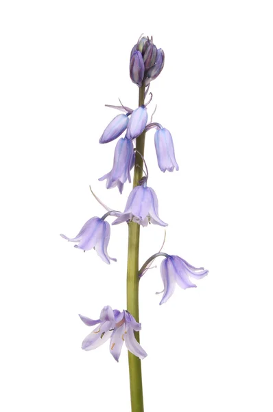 Bluebell purple flowers — Stock Photo, Image