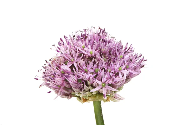 Flor de allium isolada — Fotografia de Stock