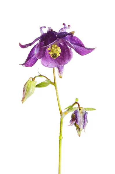 Цветы Aquilegia изолированы — стоковое фото