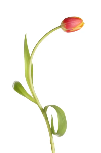 Tulip bloem en blad — Stockfoto