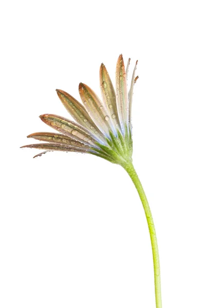 Vue latérale d'une fleur d'Osteospermum — Photo