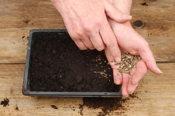 Hands sowing seeds — Stock Photo, Image