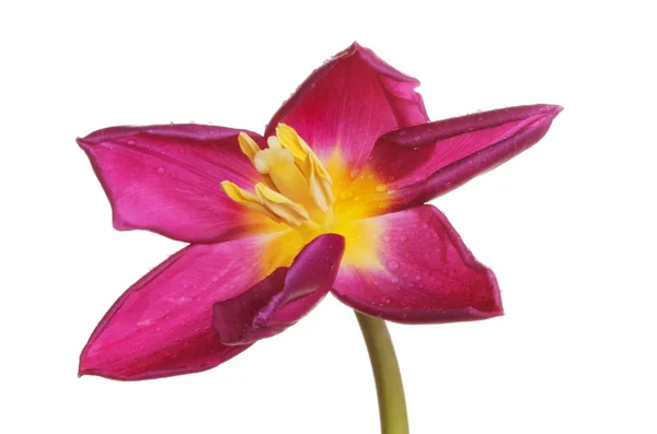 Abrir flor de tulipa — Fotografia de Stock
