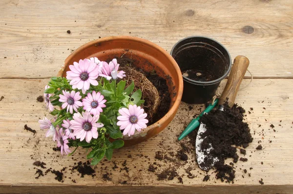 Osteospermum plant on a potting bench — Stock Photo, Image