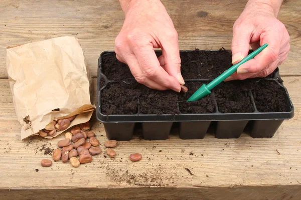 Manos plantando semillas — Foto de Stock