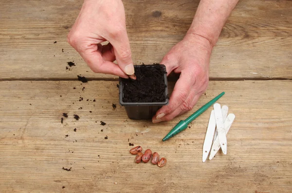 Manos plantando una semilla —  Fotos de Stock