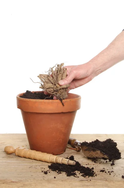 Hand aanplant een Knol — Stockfoto