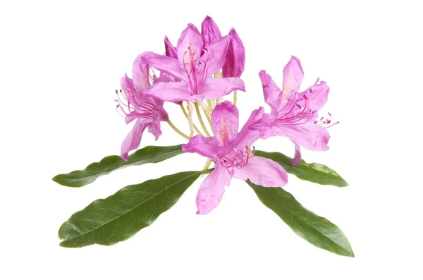 Fiori di Rododendro Ponticum — Foto Stock