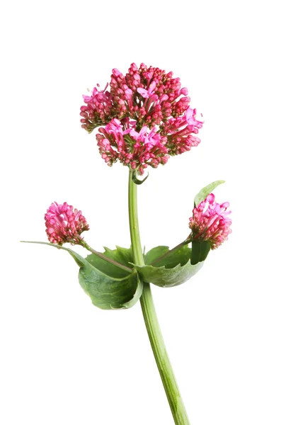 Valerian červený květ — Stock fotografie
