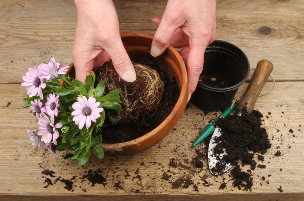 Bir Osteospermum bitki Çömlekçilik eller — Stok fotoğraf