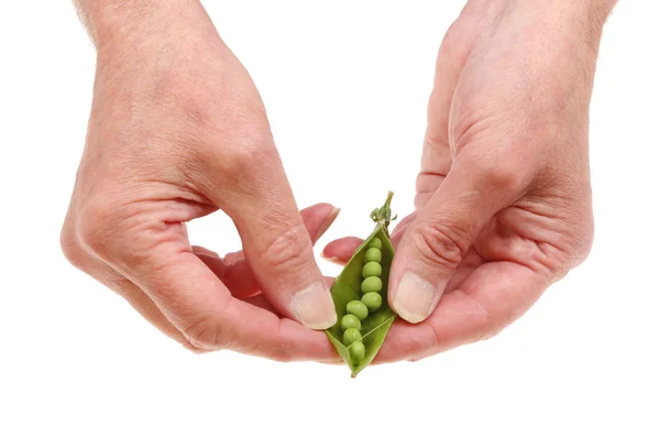 手剥豌豆荚 — 图库照片