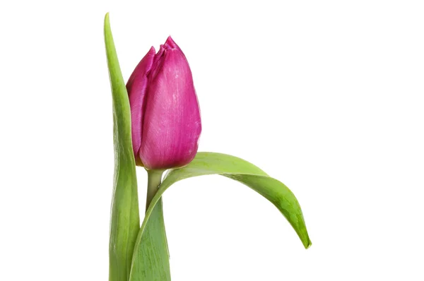 Closeup fialový Tulipán — Stock fotografie