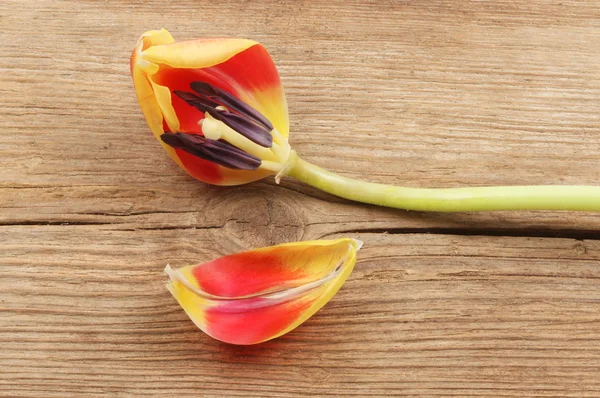 Tulip bunga pada kayu — Stok Foto