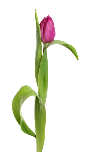 Tulipano viola fiore e foglie — Foto Stock