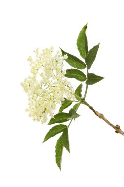 Büyük çiçek ve bitki örtüsü