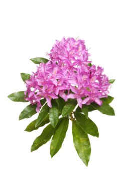 Rhododendron flowers and foliage clipart