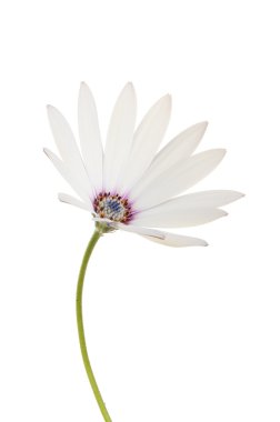 Beyaz Osteospermum çiçek