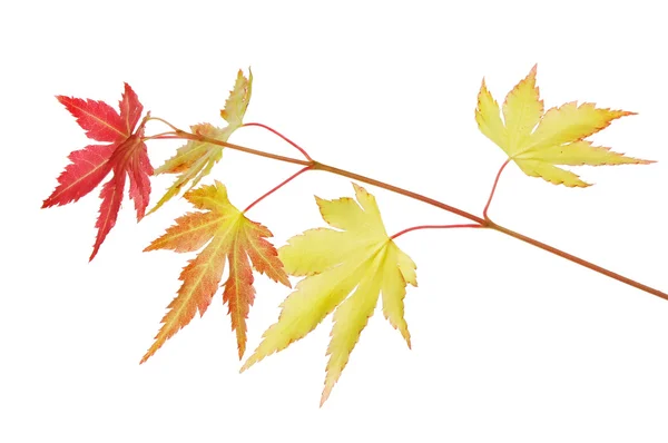 Färska Acer blad — Stockfoto