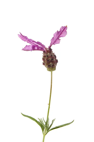 Французький лаванди квітка — стокове фото