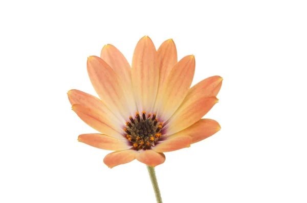 Égett narancs Osteospermum — Stock Fotó