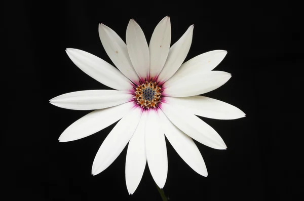 Osteospermum flor aislada contra negro — Foto de Stock