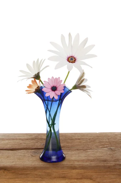 Arrangement von osteospermum Blüten — Stockfoto